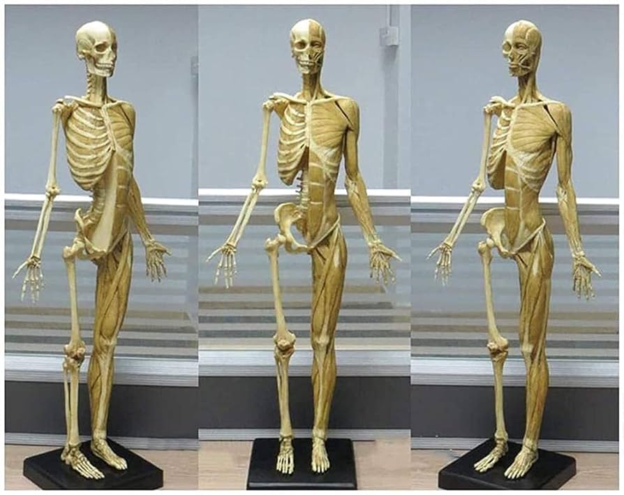 Anatomy Tools ANATOMY 女性 人体模型 アナトミー アナトミー（人体模型）フィギュア 女性 TORSO フルカラー仕上げ